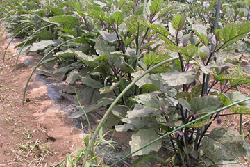 自家栽培してる畑